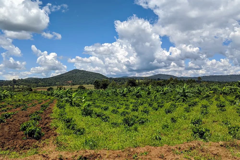 Finca de café en una ladera rodeada de montañas